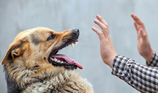 taming a dog | legal issues of HOAs