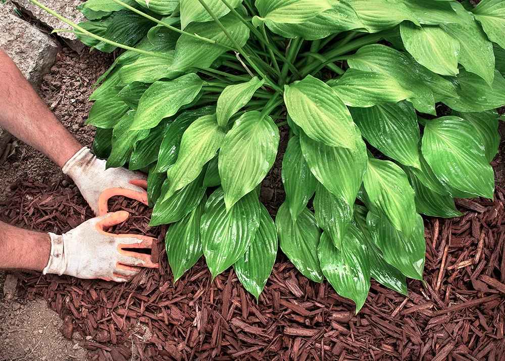 landscape plant | hoa landscaping