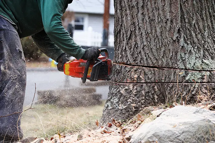 cutting a tree | hoa tree removal
