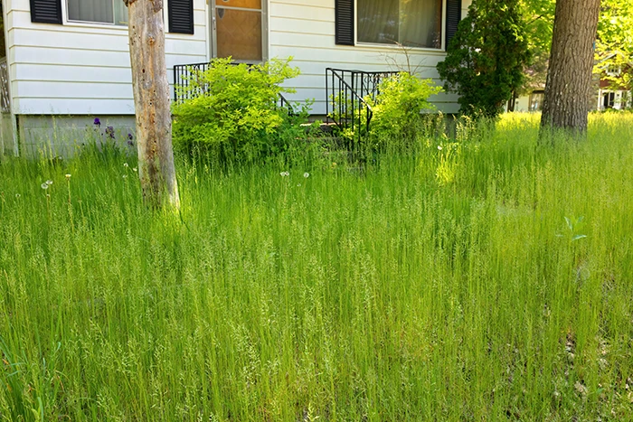 tall grass | hoa mow vacant lots